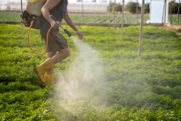 Best Pest Control for Homes  in Panthersville, GA