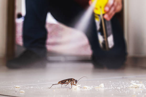 Best Rat Extermination Near Me  in Panthersville, GA
