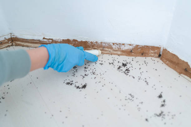 Best Mosquito Control Services  in Panthersville, GA